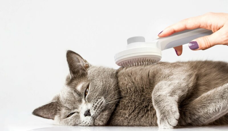 grey shorthaired cat hepper brush