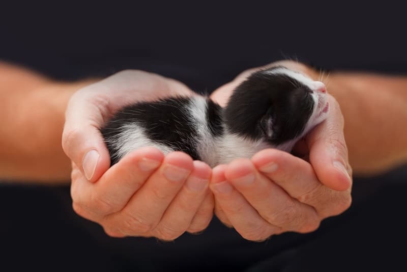 Baby kitten sleeping in vets hands