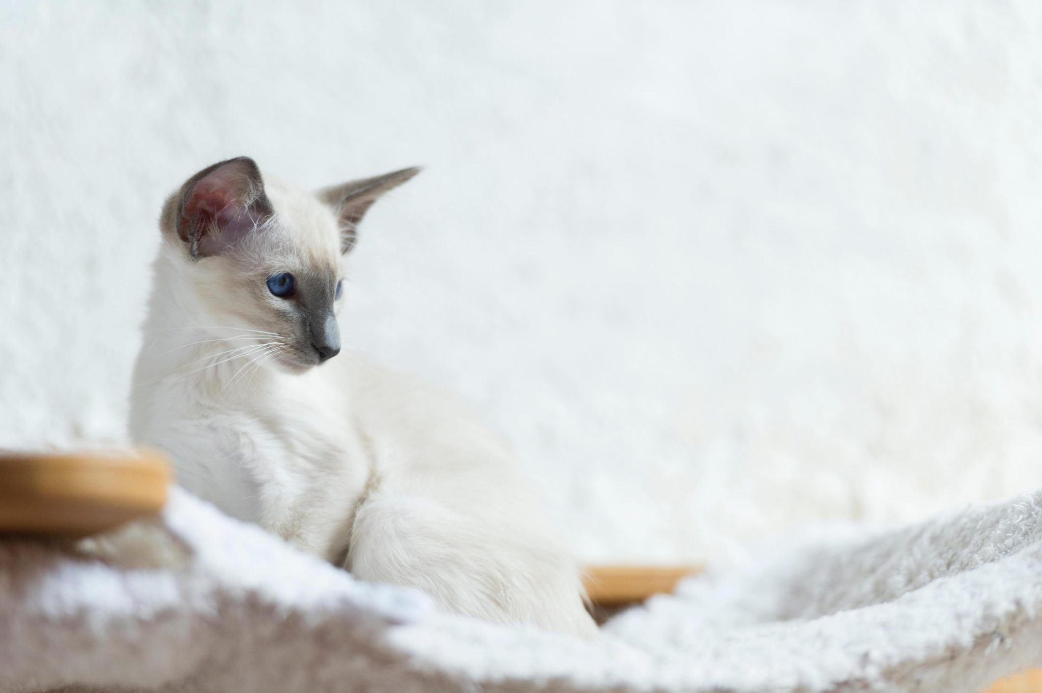 Balinese Kitten looking out of a cat hammock