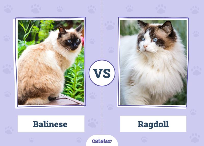 Balinese VS Ragdoll