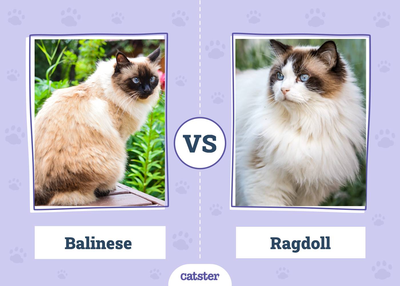 Balinese VS Ragdoll