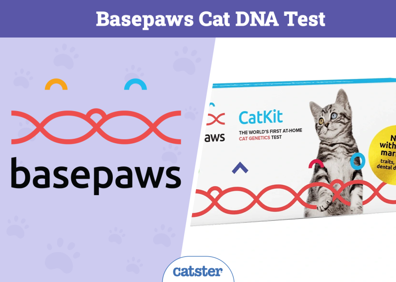 Basepaw Cat DNA Test