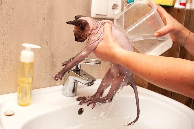 Bath Rinsing sphynx cat