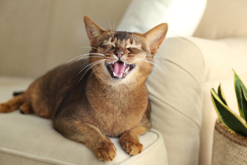 Beautiful Abyssinian cat on sofa at home