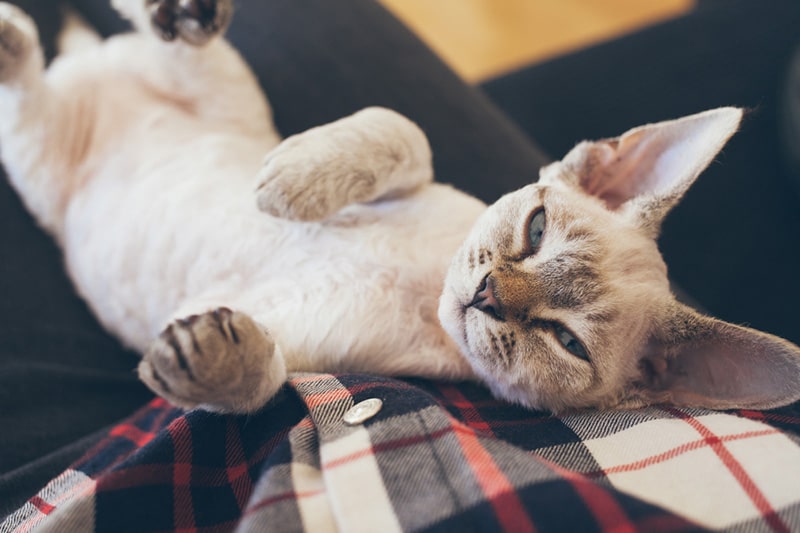 Beautiful Devon Rex cat is laying down on owners lap