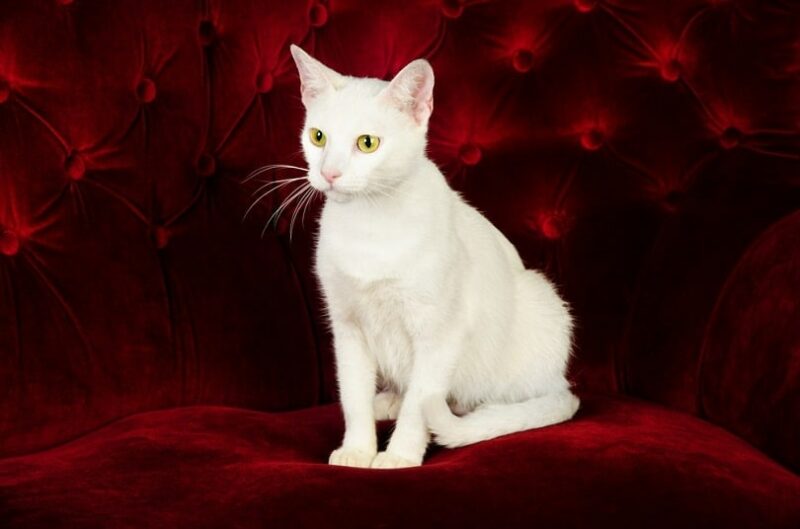 Beautiful White Cat Kitten_Bruno Passigatti_shutterstock
