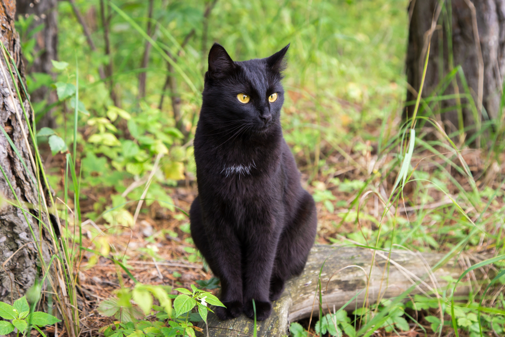 Beautiful bombay black cat outdoors in nature