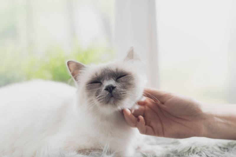 Beautiful cat lying on a fluffy carpet next to a window