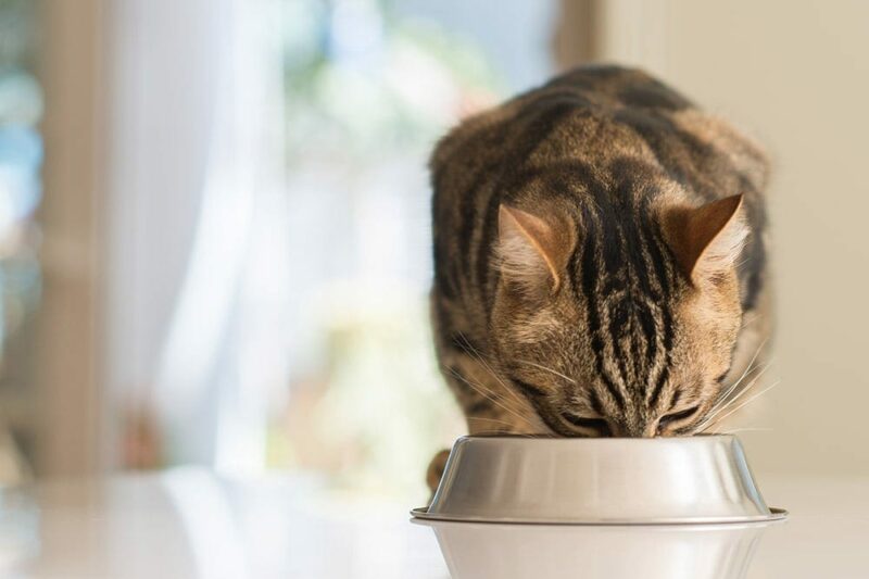 Beautiful feline cat eating on a metal bowl