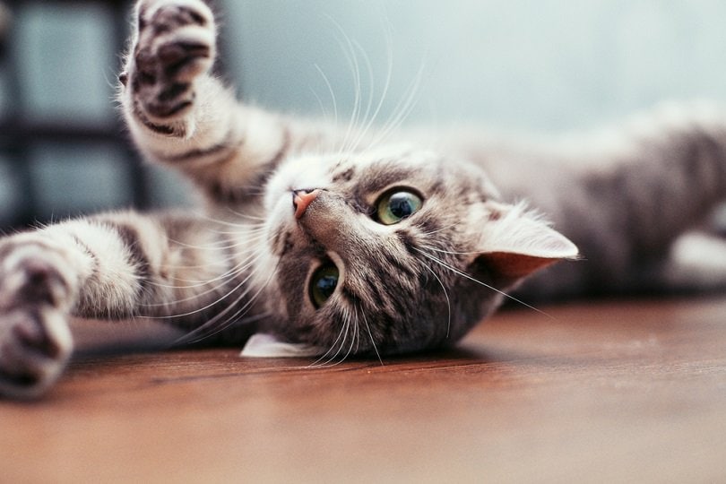 Beautiful gray cat lying on the floor_OlhaTsiplyar_shutterstock