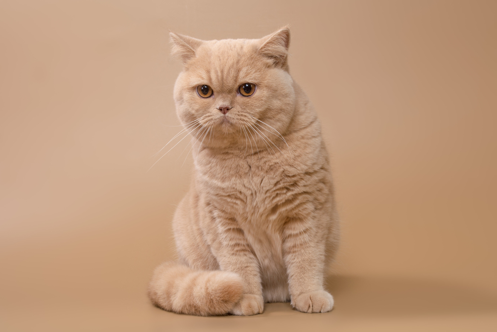 Beautiful large british shorthair cream female cat