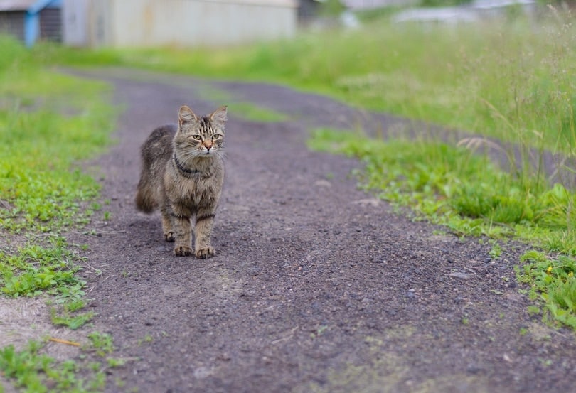 Beautiful well-groomed cat is lost_IRINA ORLOVA_Shutterstock