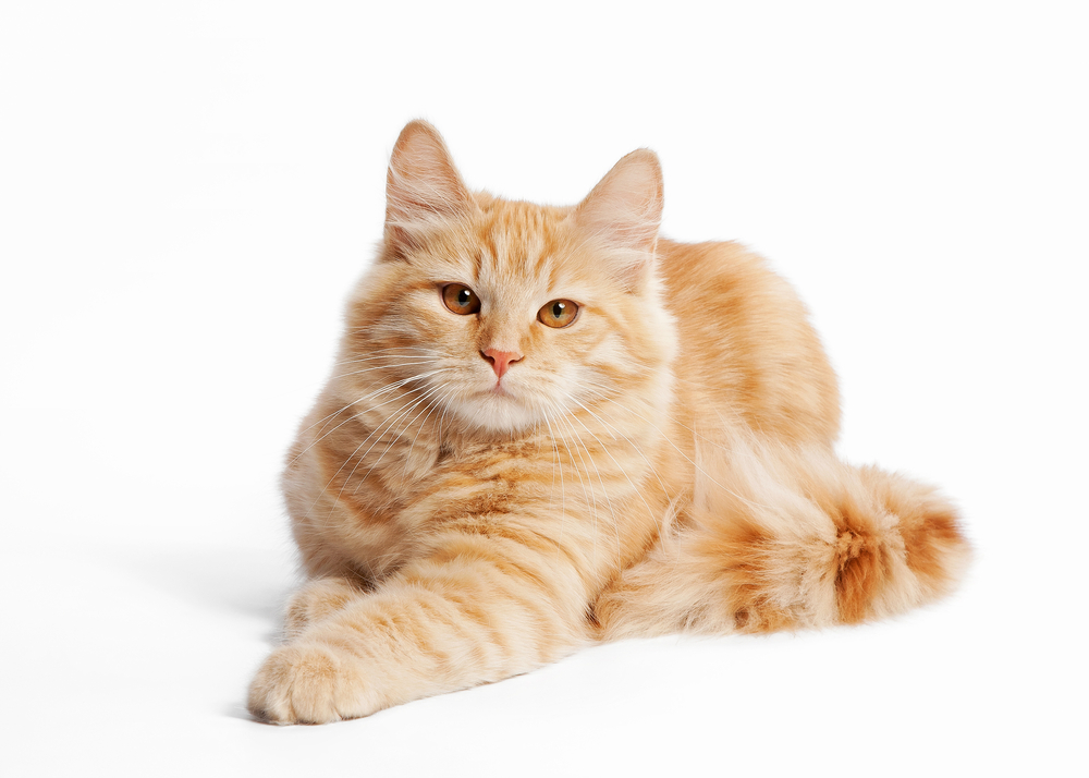 Beige Siberian Cat