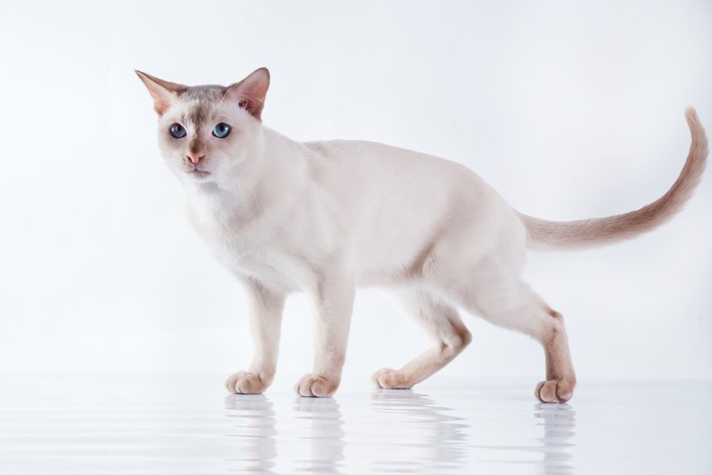 Beige Tonkinese