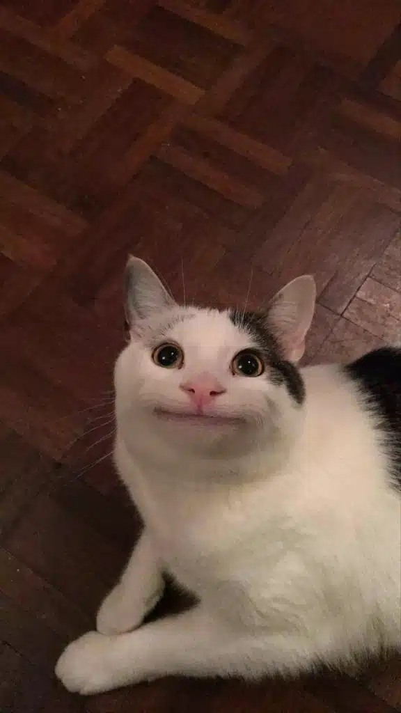 Beluga Cat Original Meme