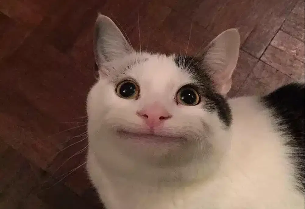 Beluga Cat Original Meme