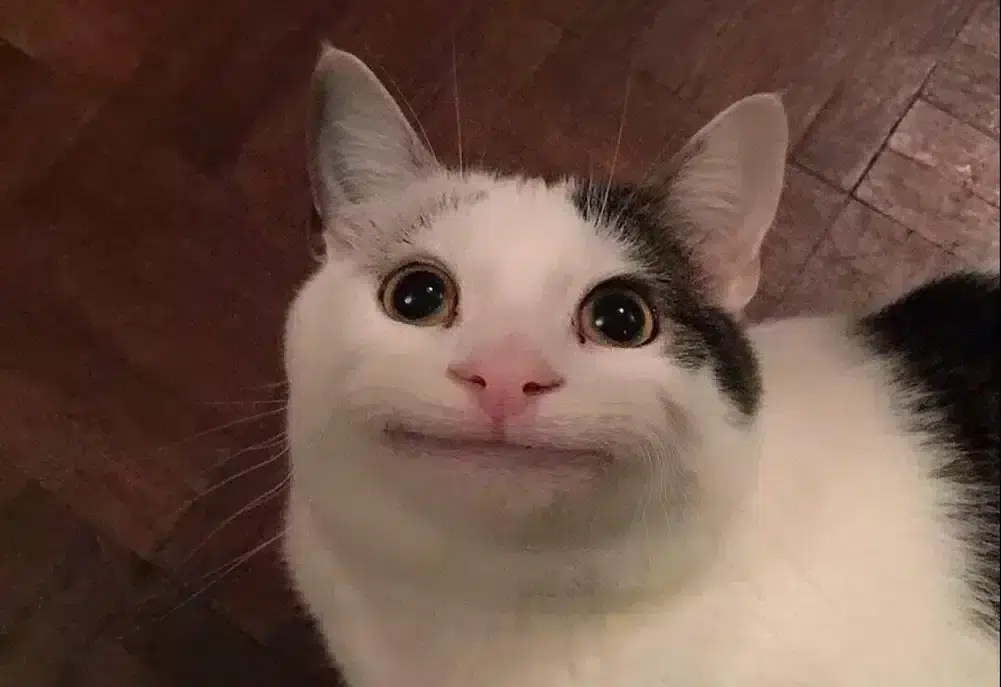 Смешной белый кот мем Удивление Felinos, Gatos, Animales