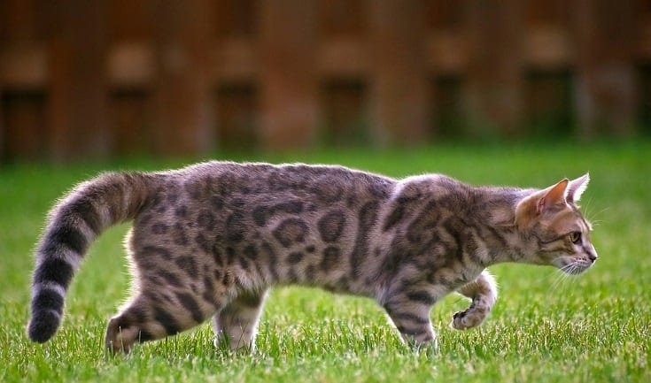Bengal cat walking on grass