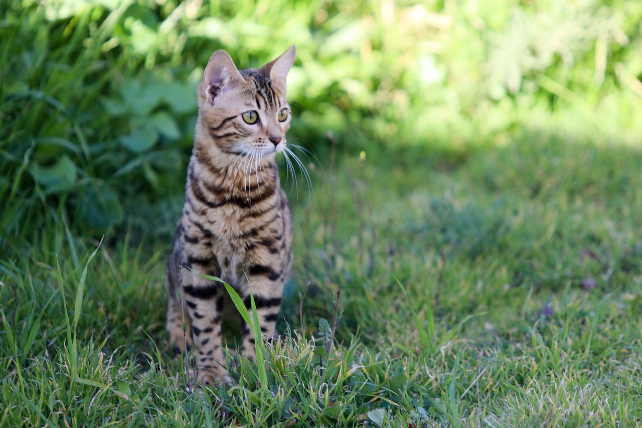 Bengal Cat