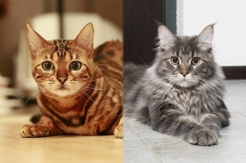 Bengal VS Maine Coon