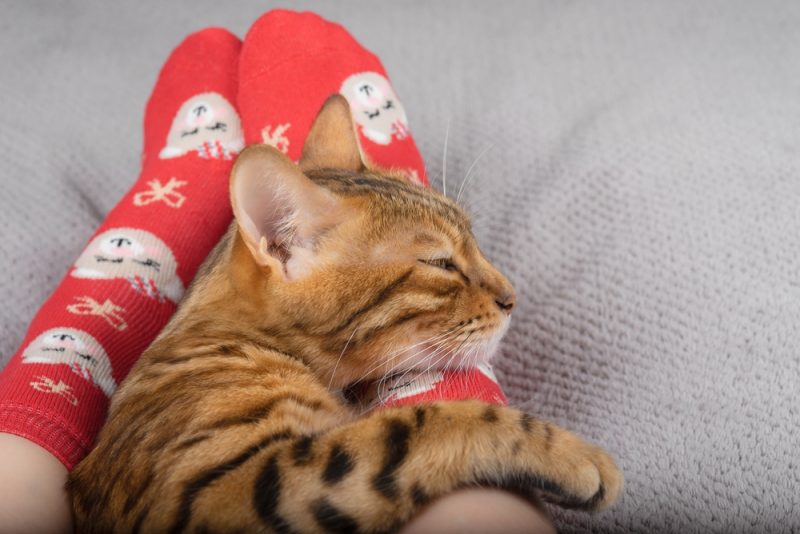 Bengal cat hugging their owners feet to sleep
