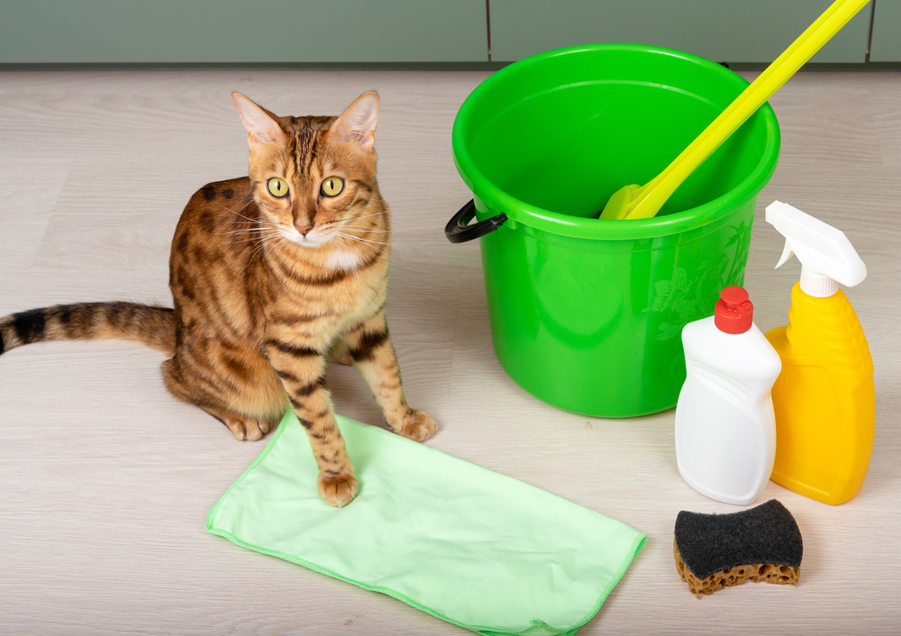 Bengal cat next to a bucket of detergents home cleaning