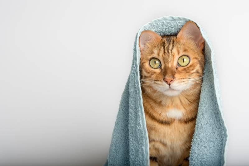 Bengal cat wrapped in a blue towel on a white background