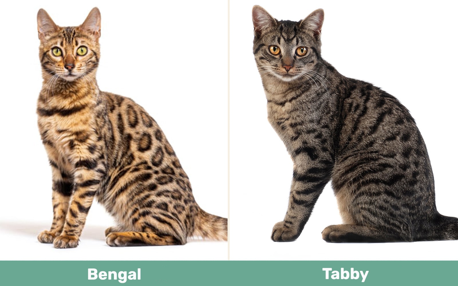 Bengal vs Tabby side by side