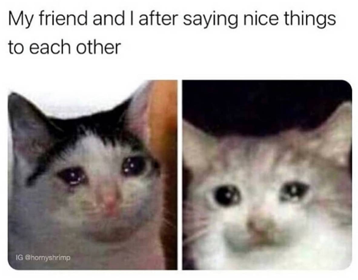 Best Friend Relationship Cats
