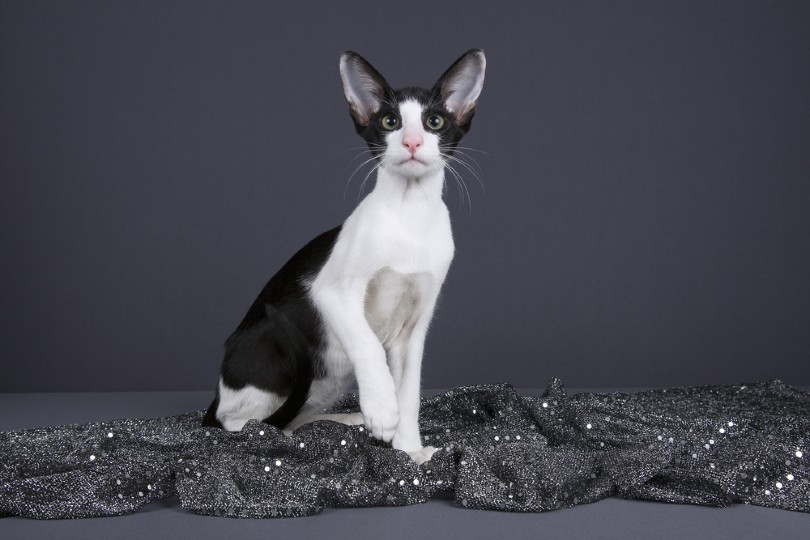 Bicolor Oriental Cat