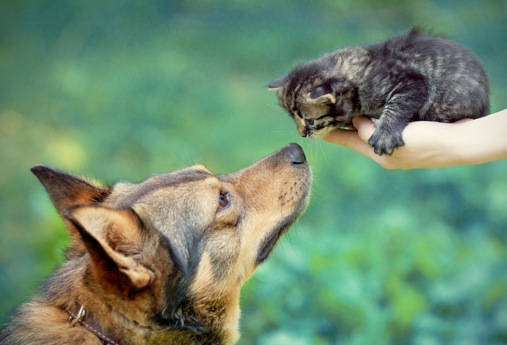 Big dog and kitten sniffing each other