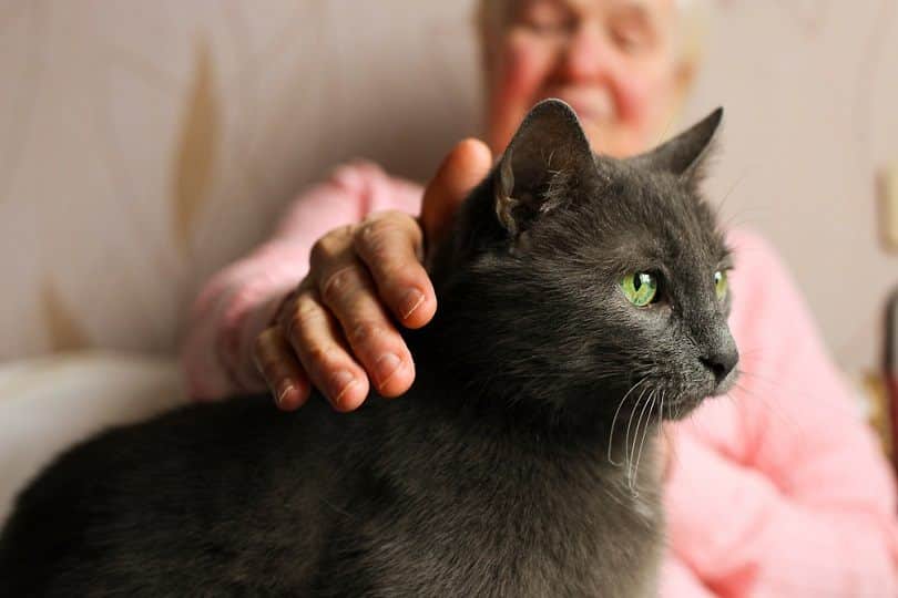 Big old cat sitting on elderly woman's lap_evrymmnt_shutterstock