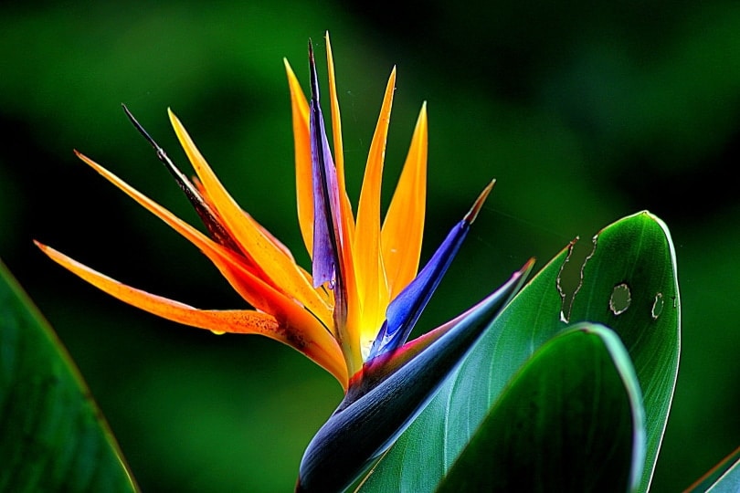 Birds of Paradise