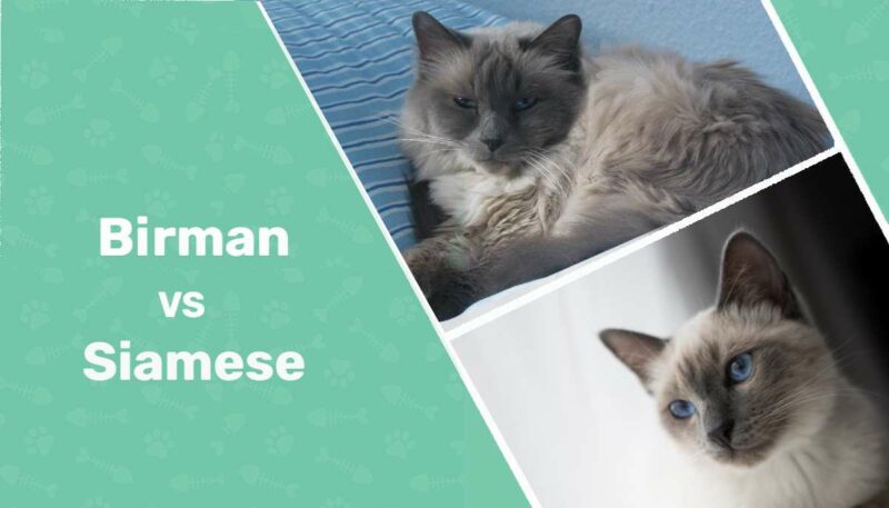 Birman Cat vs Siamese Cat