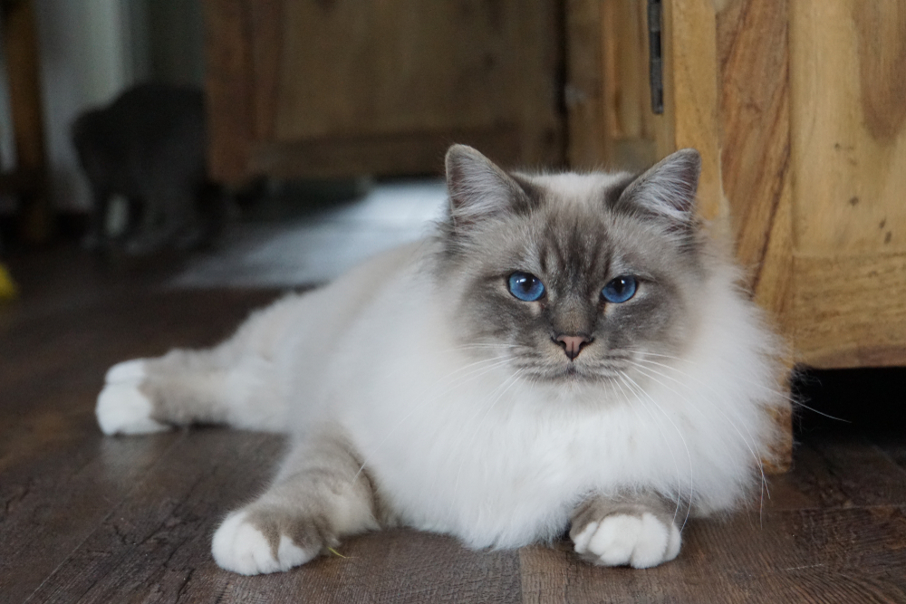 Birman cat kitten with beautiful blue eyes lying on the floor