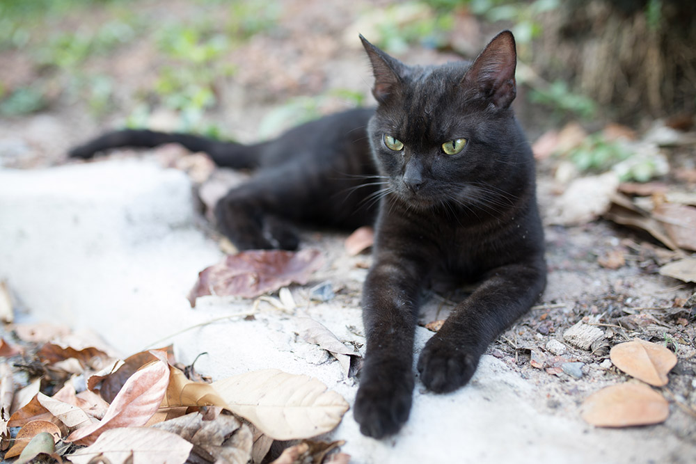 Black American Shorthair cat