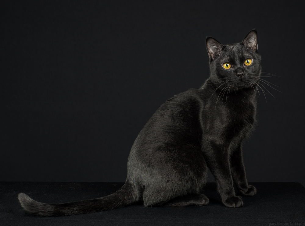 Black Burmese cat on black background