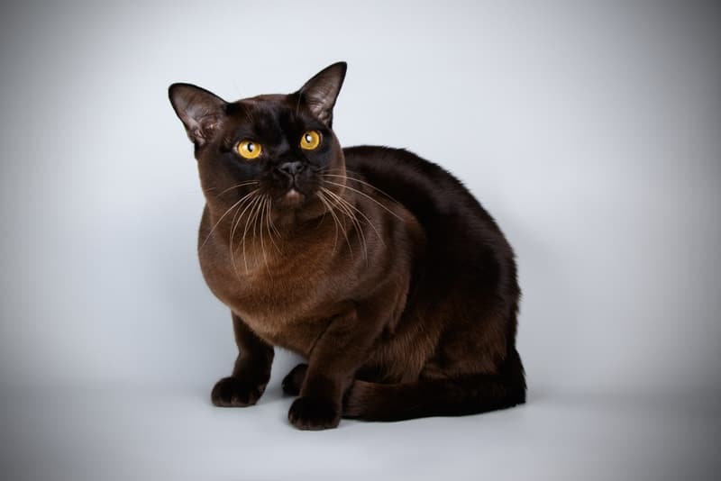 Black Burmese cat