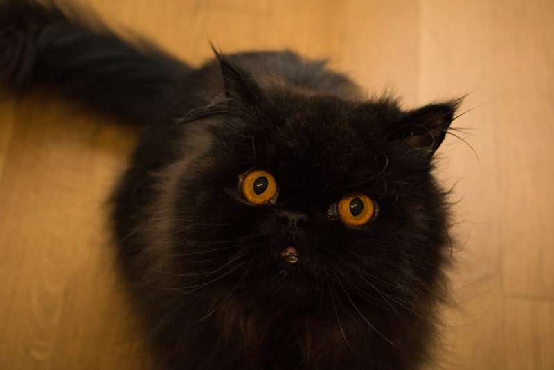 Black Persian cat looking up