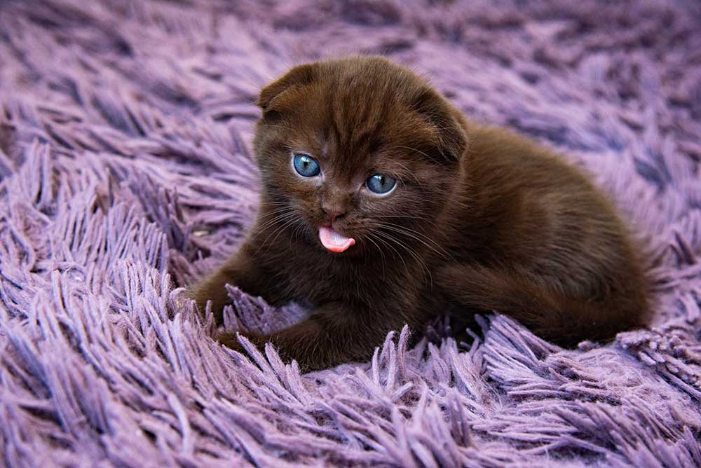 Black Scottish Fold kitten with blue eyes