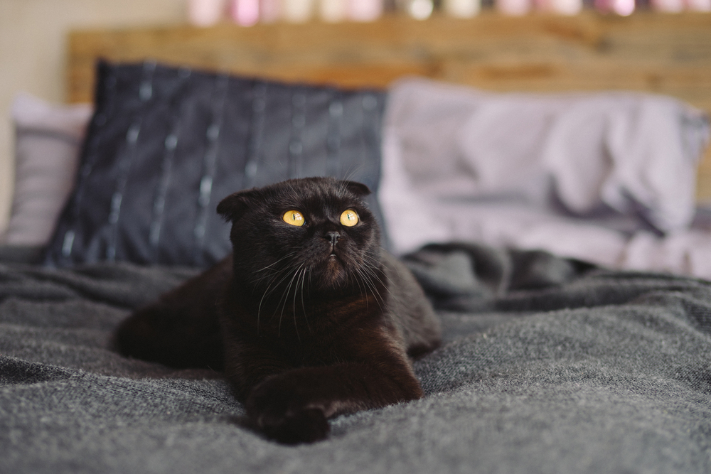 Black Scottish Fold