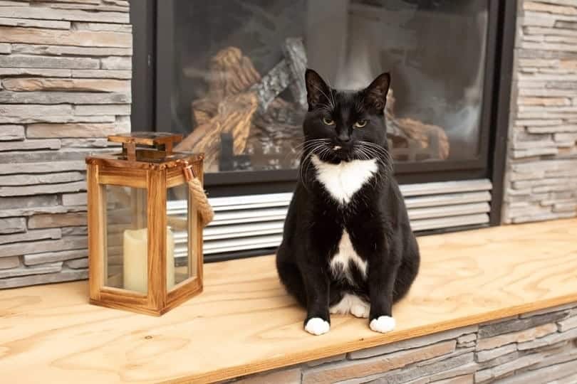 Black and white Manx cat