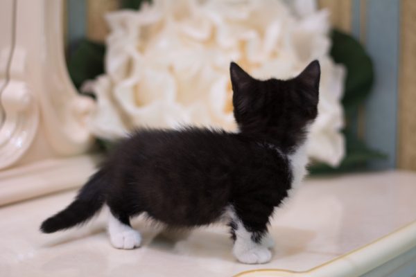 Black & White (Tuxedo) Munchkin Cat Breed: Info, Pictures, Origin