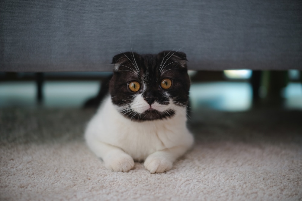 Black and white Scottish Fold