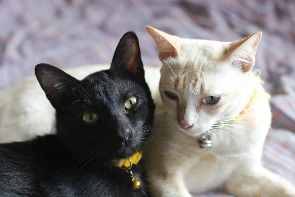 Black-and-white-Thai-cats-with-bell-collars