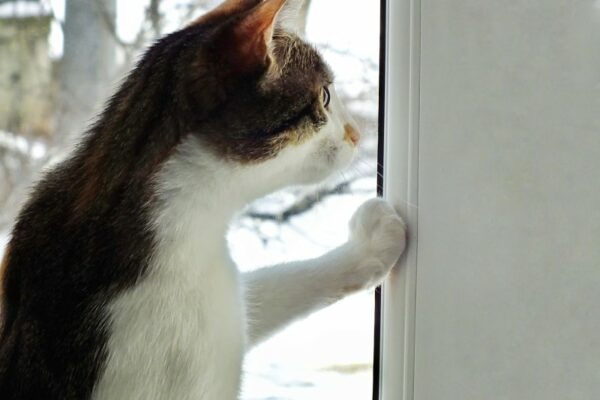 Black and white cat pawing at the window