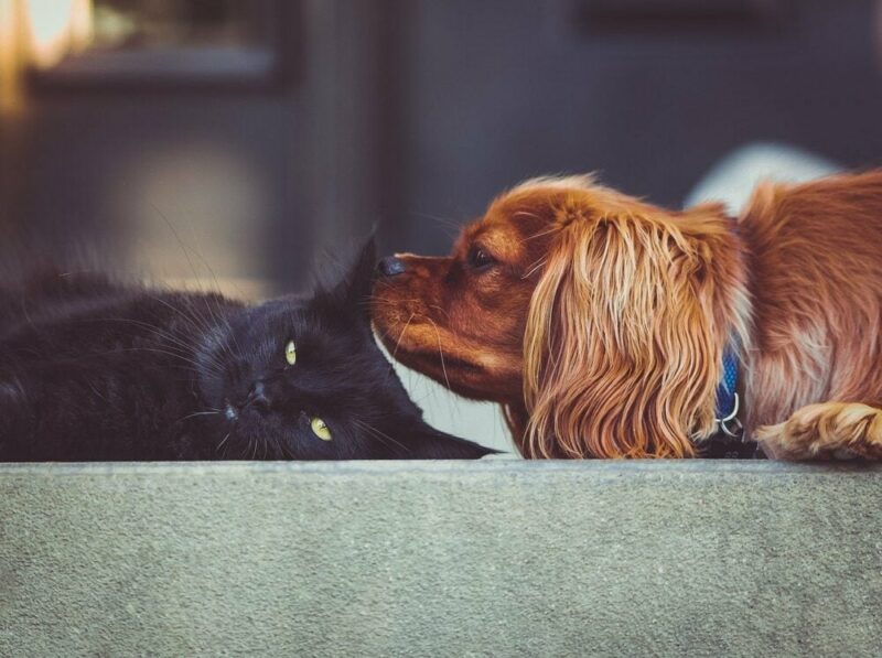 Black cat and brown dog