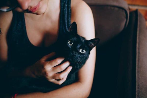 Black cat getting chin scratched