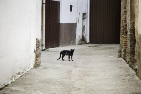 Black cat in an alley