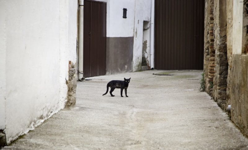 Black cat in an alley